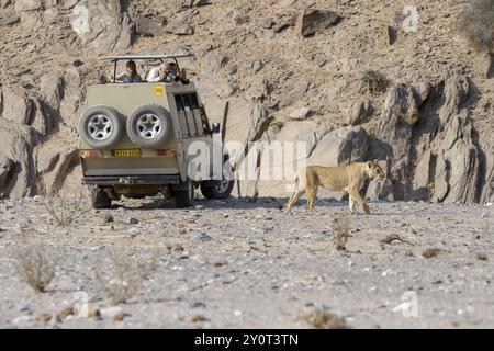 Turisti che osservano la leonessa del deserto (Panthera leo) nel fiume secco Hoanib, animale femminile, Kaokoveld, regione di Kunene, Namibia, Africa Foto Stock