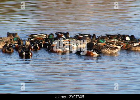 gregge di anatre galleggianti sullo stagno Foto Stock