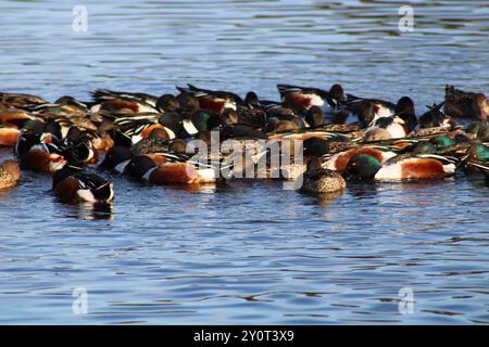 gregge di anatre galleggianti sullo stagno Foto Stock