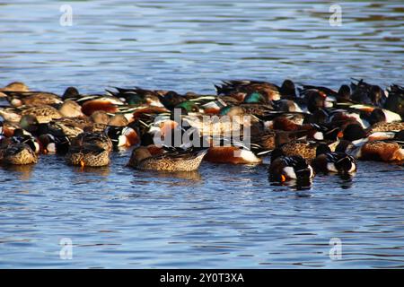 gregge di anatre galleggianti sullo stagno Foto Stock