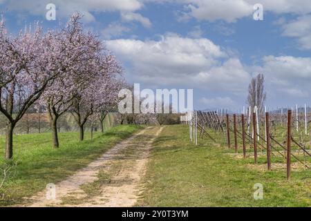 Mandorlo (Prunus dulcis), sorgente nel Palatinato meridionale, Siebeldingen, strada del vino tedesca o meridionale, Palatinato meridionale, Palatinato, Renania Foto Stock