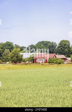 Piccolo cottage rosso idilliaco vicino a un campo di grano in campagna in un giorno d'estate, Svezia, Europa Foto Stock