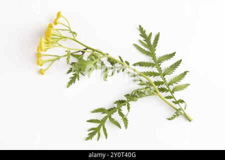 Foglie e fiori di tansy (Tanacetum vulgare) su sfondo bianco Foto Stock