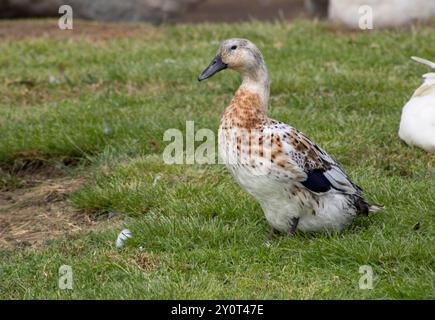 anatra bianca e marrone Foto Stock