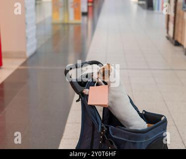 Un cane Jack Russell Terrier in un passeggino fa acquisti in un centro commerciale. Foto Stock