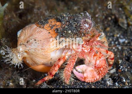 Granchio eremita, Dardanus jacquesi, con anemone eremita arancione, Sagartiomorphe carlgreni e anemone eremita comune, Calliactis polypus, stretto di Lembeh, Nor Foto Stock