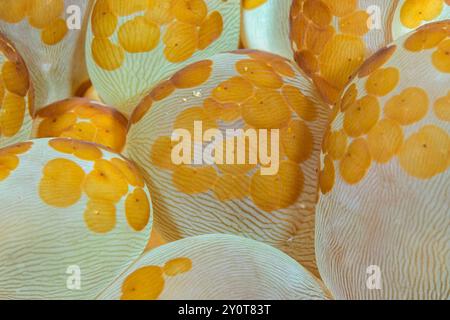 Aceol flatworms, Waminoa sp., on Bubble Coral, Plerogyra sinuosa, Lembeh Strait, Sulawesi settentrionale, Indonesia Foto Stock