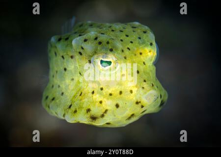 Giovanile giallo boxfish, Ostracion cubicus, stretto di Lembeh, Sulawesi settentrionale, Indonesia Foto Stock