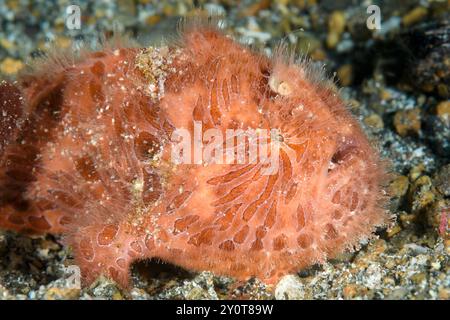 Peloso giovanile o rana striata, Antennarius striatus, stretto di Lembeh, Sulawesi settentrionale, Indonesia Foto Stock