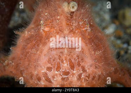 Peloso giovanile o rana striata, Antennarius striatus, stretto di Lembeh, Sulawesi settentrionale, Indonesia Foto Stock