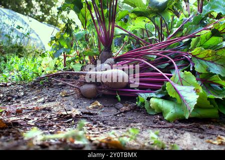 Barbabietole appena raccolte con foglie vibranti in un giardino biologico, che mette in mostra prodotti sani e naturali, perfetti per promuovere la sustaina Foto Stock