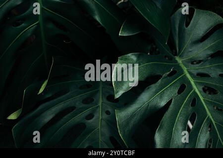 Primo piano foglie di monstera verde su sfondo scuro Foto Stock