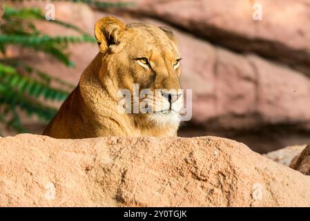 Un ritratto di una donna leone barbario Panthera leo, giacente su una roccia allo zoo di Hannover. Hannover bassa Sassonia Germania FB 2014 4367 Foto Stock