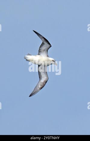 Fulmar (fulmaris glacialis) in volo sull'oceano atlantico settentrionale Foto Stock