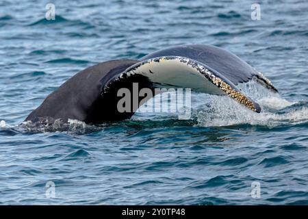 Una megattera si tuffa Foto Stock