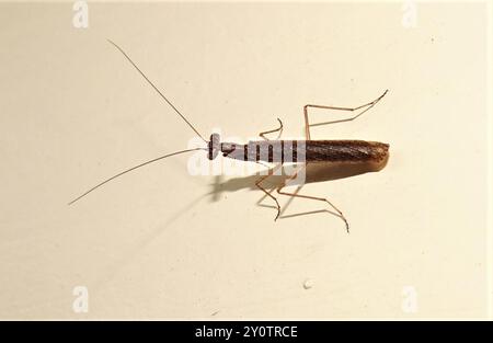 Mantises (Bolbe) Insecta a terra pigmeo Foto Stock