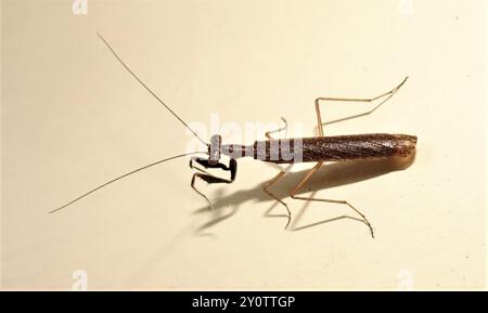 Mantises (Bolbe) Insecta a terra pigmeo Foto Stock