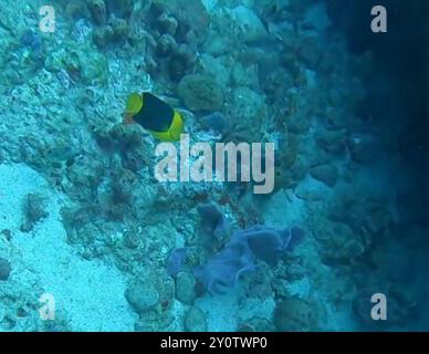 Bellezza rocciosa (Holacanthus tricolor) Actinopterygii Foto Stock