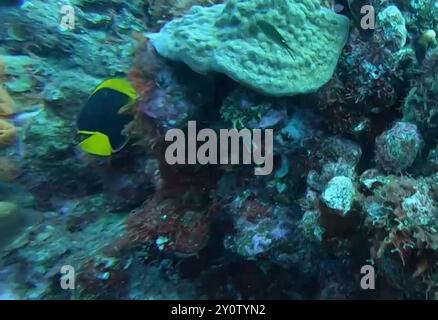 Bellezza rocciosa (Holacanthus tricolor) Actinopterygii Foto Stock