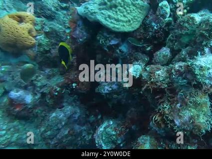 Bellezza rocciosa (Holacanthus tricolor) Actinopterygii Foto Stock