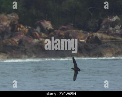 Shearwater (Ardenna pacifica) Aves Foto Stock