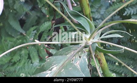 Salsilla (Bomarea edulis) Plantae Foto Stock