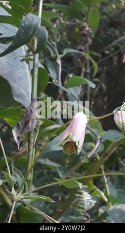 Salsilla (Bomarea edulis) Plantae Foto Stock