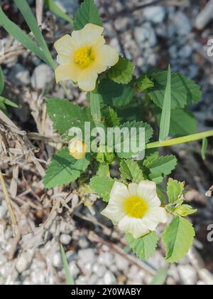 Iuta cubana (Sida rhombifolia) Plantae Foto Stock