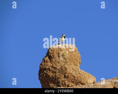 Wheatear (Oenanthe pileata pileata) Aves Foto Stock