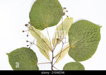 Foglie e fiori di tiglio essiccati, erbario su sfondo bianco, vista dall'alto Foto Stock