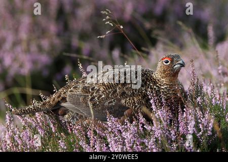 RED GROUSE (Lagopus lagopus scoticus) tra le erica fiorente nel suo habitat brughiera, Scozia, Regno Unito. Foto Stock