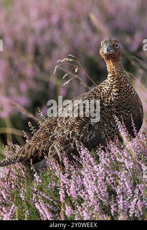 RED GROUSE (Lagopus lagopus scoticus) tra le erica in piena fioritura, Scozia, Regno Unito. Foto Stock