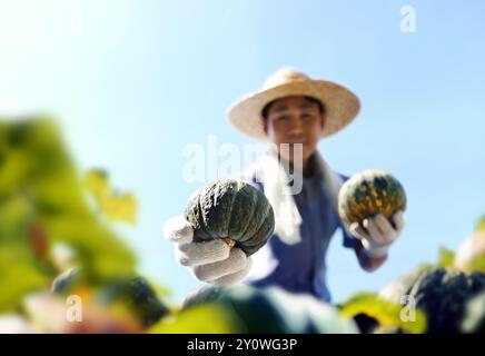 Contadino che indossa un cappello raccogliendo le zucche fresche da un abbondante patch di zucca autunnale e mettendole in un cestino Foto Stock