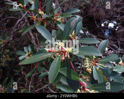 Peperoncino di montagna (Tasmannia lanceolata) Plantae Foto Stock