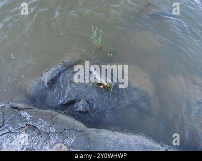 Pesce gatto Sharptooth (Clarias gariepinus) Actinopterygii Foto Stock