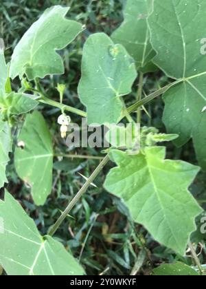 Soda-mela tropicale (Solanum viarum) Plantae Foto Stock