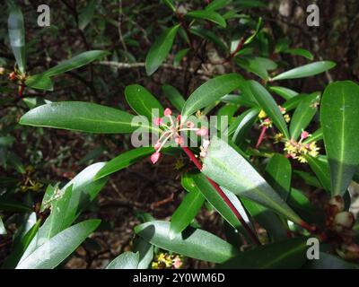 Peperoncino di montagna (Tasmannia lanceolata) Plantae Foto Stock