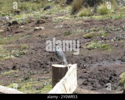 Plumbeous Sierra-Finch (Geospizopsis unicolor) Aves Foto Stock