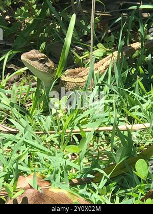 Jacky Dragon (Amphibolurus muricatus) Reptilia Foto Stock