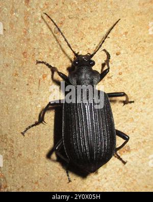 Caterpillar Hunter (Calosoma senegalense) Insecta in tutta l'Africa Foto Stock