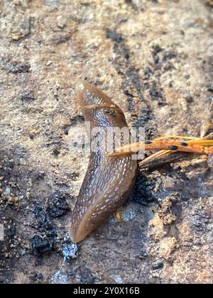 Keelback Slugs (Limacidae) Mollusca Foto Stock