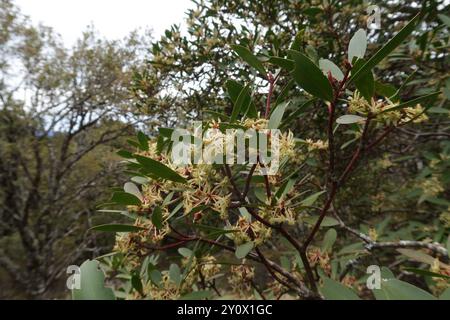 Peperoncino di montagna (Tasmannia lanceolata) Plantae Foto Stock