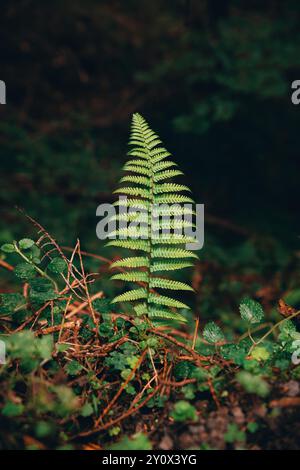 Uno scatto ravvicinato di una singola felce verde vibrante circondata da fogliame della foresta, catturando la bellezza dettagliata della natura Foto Stock