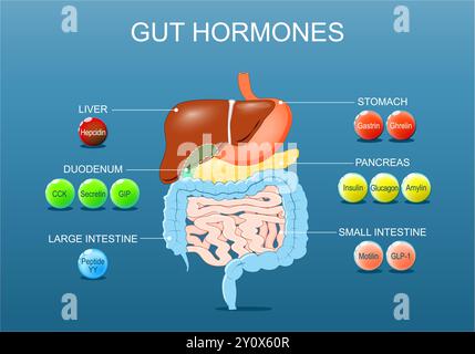 Ormoni intestinali. Sazietà segnalazione e regolazione, controllo dell'appetito. Sistema endocrino umano. Ormoni del tratto gastrointestinale. regolazione dell'apparato digerente. Inte Illustrazione Vettoriale
