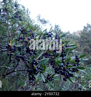 Peperoncino di montagna (Tasmannia lanceolata) Plantae Foto Stock