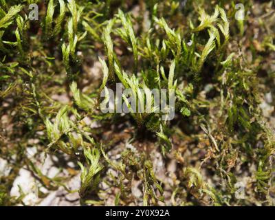 Muschio della coda di scoiattolo (Leucodon sciuroides) Plantae Foto Stock