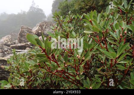 Peperoncino di montagna (Tasmannia lanceolata) Plantae Foto Stock