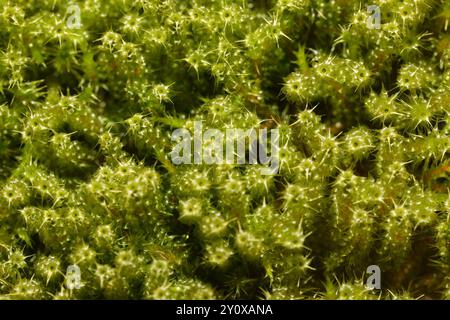 Piazza Moss Gooseneck (Rhytidiadelphus Square) Plantae Foto Stock