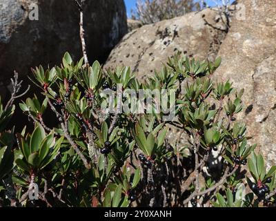 Peperoncino di montagna (Tasmannia lanceolata) Plantae Foto Stock