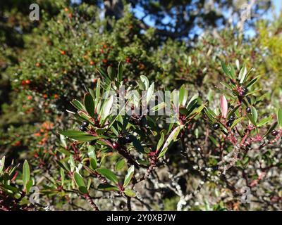 Peperoncino di montagna (Tasmannia lanceolata) Plantae Foto Stock